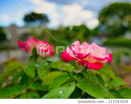 Beautiful white and red roses blooming in the park 111541029