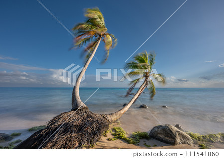 Two palm tree on smooth beach water Two palm tree on smooth beach water 111541060