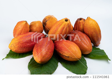 Cocao plant pods group 111541061
