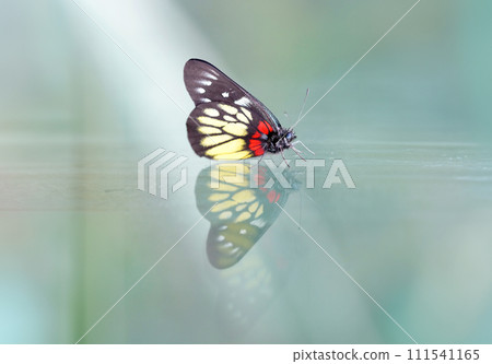 a redbase Jezebel is is a medium-sized butterfly of the family Pieridae, stick on the glass with the reflection a redbase Jezebel is is a medium-sized butterfly of the family Pieridae, stick on the glass with the reflection 111541165
