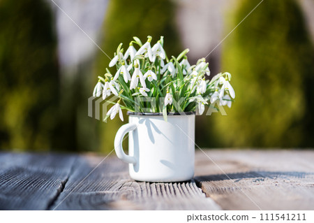Bouquet of snowdrops in an iron mug 111541211