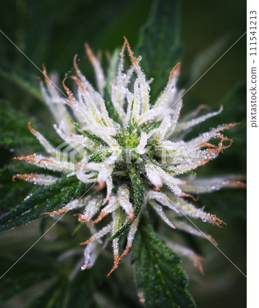 bud cannabis plant flowering when growing marijuana, trichomes and hairs bud cannabis plant flowering when growing marijuana, trichomes and hairs 111541213