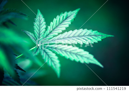 Cannabis bush on dark background 111541219