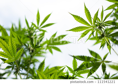 Cannabis bush on dark background Cannabis bush on dark background 111541221