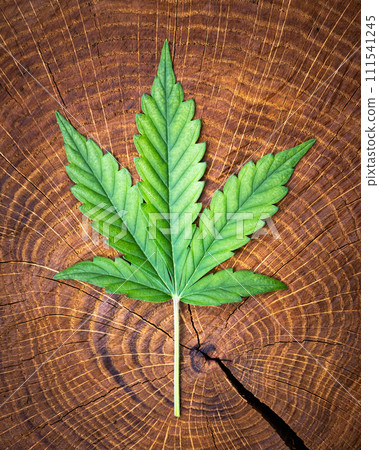 Fresh green leaf of cannabis marijuana on wooden stump 111541245