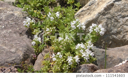 Iwatsumexa flowers Iwatsumexa flowers 111541603