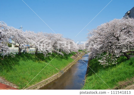 Cherry blossom scenery along the Saho River 111541813