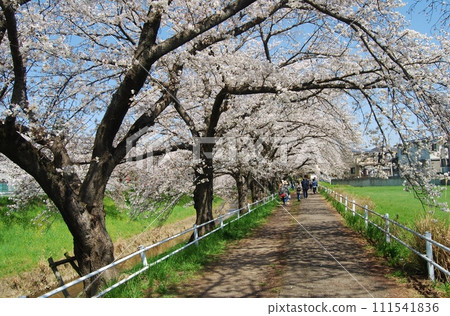 Cherry blossom scenery along the Saho River 111541836