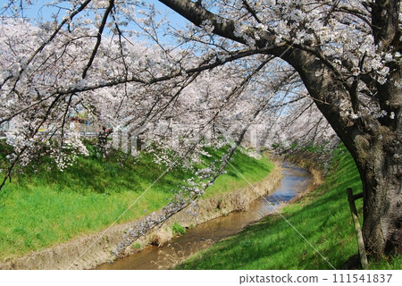 Cherry blossom scenery along the Saho River 111541837