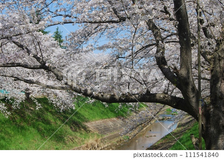 佐保川沿岸的櫻花美景 111541840