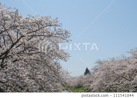 佐保川沿岸的櫻花美景 111541844