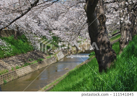 佐保川沿岸的櫻花美景 111541845