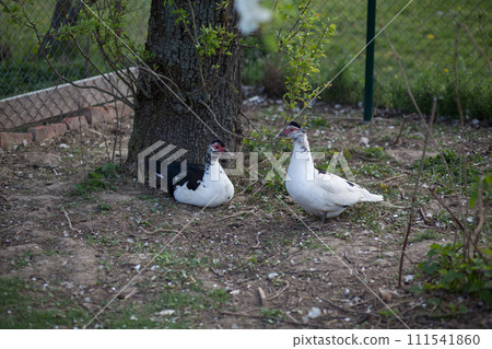 Couple of Muscovy duck female in permaculture garden 111541860