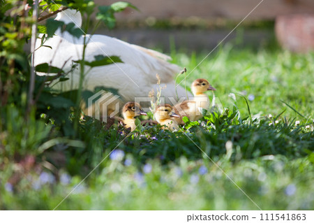 Ducklings of Muscovy Duck in spring garden 111541863