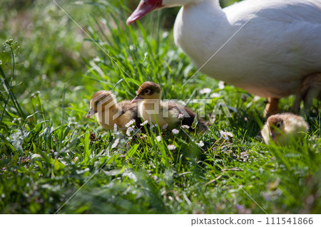 Ducklings of Muscovy Duck in spring garden 111541866