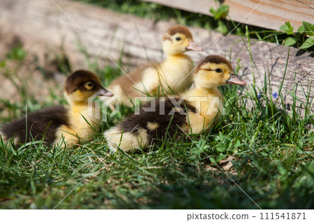 Ducklings of Muscovy Duck in spring garden Ducklings of Muscovy Duck in spring garden 111541871