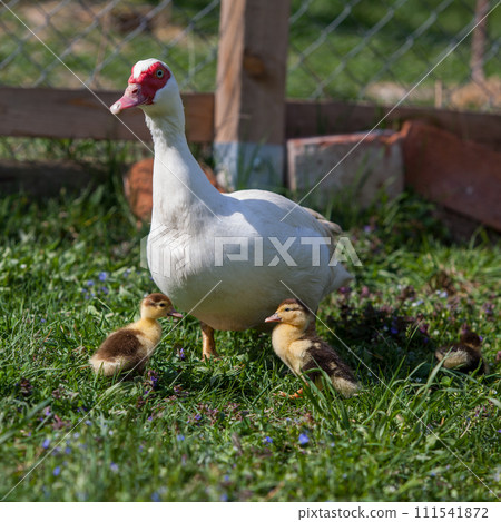 Muscovy duck female with litlle ducklings in permaculure garden 111541872