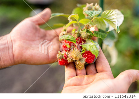 Male farmer picking fresh raspberries in the garden Male farmer picking fresh raspberries in the garden 111542314