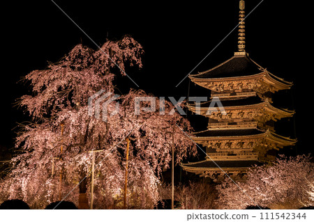 京都東寺夜櫻(垂枝櫻花)點燈 7 京都東寺夜櫻(垂枝櫻花)點燈 7 111542344