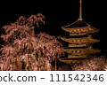 京都東寺夜櫻（垂枝櫻花）點燈2 111542346