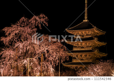 京都東寺夜櫻(垂枝櫻花)點燈2 京都東寺夜櫻(垂枝櫻花)點燈2 111542346