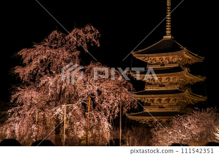 京都東寺夜間點燈的櫻花(垂枝櫻花)4 京都東寺夜間點燈的櫻花(垂枝櫻花)4 111542351