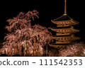 京都東寺的夜櫻（垂枝櫻花）亮燈 5 111542353