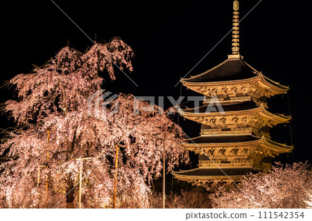 京都東寺夜櫻(垂枝櫻花)亮燈 6 京都東寺夜櫻(垂枝櫻花)亮燈 6 111542354