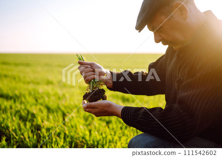 Young wheat sprout in the hands of a farmer. The farmer considers young wheat in the field. 111542602