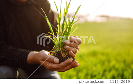 Young wheat sprout in the hands of a farmer. The farmer considers young wheat in the field. 111542619