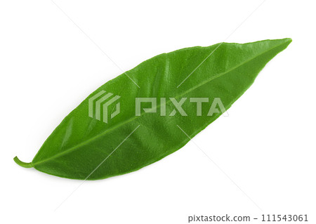Citrus leaves isolated on white background 111543061