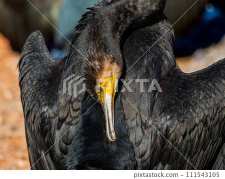 Up of the cormorant Up of the cormorant 111543105