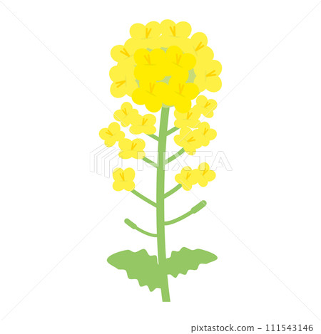 簡單的油菜花插畫(平面設計) 簡單的油菜花插畫(平面設計) 111543146
