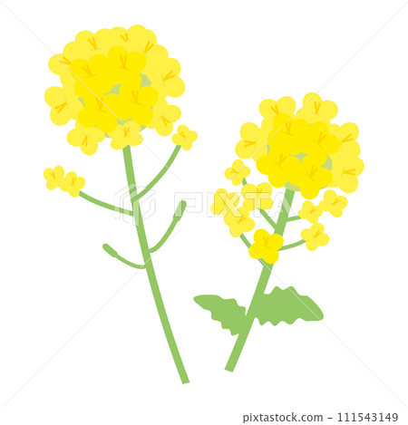Illustration of two simple rape blossoms (flat design) Illustration of two simple rape blossoms (flat design) 111543149