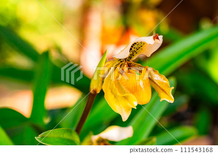 Closeup view of beautiful blooming lady's slipper orchid flower. 111543168