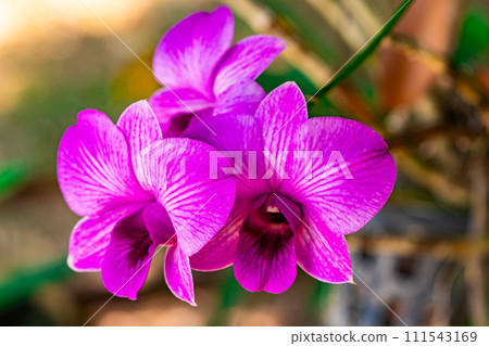 Closeup view of beautiful blooming madame orchid flowers. Closeup view of beautiful blooming madame orchid flowers. 111543169