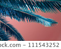 Palm leaves on a pink background. Tropical background with copy space. 111543252