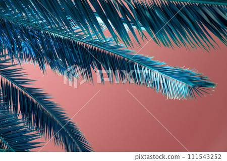 Palm leaves on a pink background. Tropical background with copy space. Palm leaves on a pink background. Tropical background with copy space. 111543252