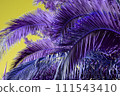 Palm tree with purple leaves on a yellow background. Close-up. 111543410