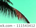 Coconut palm leaf on green background. Minimal concept. 111543412