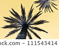 Silhouette of a palm tree against a yellow sky at sunset 111543414