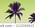 coconut palm tree on sky background, vintage color tone 111543415