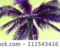 Palm tree silhouettes against a yellow background. 111543416