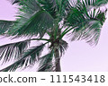 Coconut palm trees with pink sky background, vintage tone. 111543418