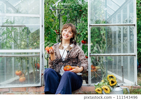 Young smiling woman holding harvest of ripe red beef tomatoes, just picked in green house. Urban farming lifestyle. Cottage core. Growing organic vegetables in garden. Concept of food self-sufficiency 111543496