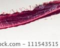 Red lipstick stroke on white paper background. Close-up shot. 111543515