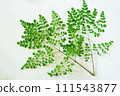 辣木葉 111543877
