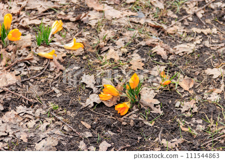 Yellow crocus flowers on the lawn at spring Yellow crocus flowers on the lawn at spring 111544863