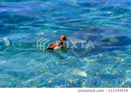 Red-crested pochard (Netta rufina) swimming in a lake 111544919