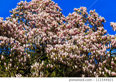 Beautiful blooming pink magnolia tree in park 111544921